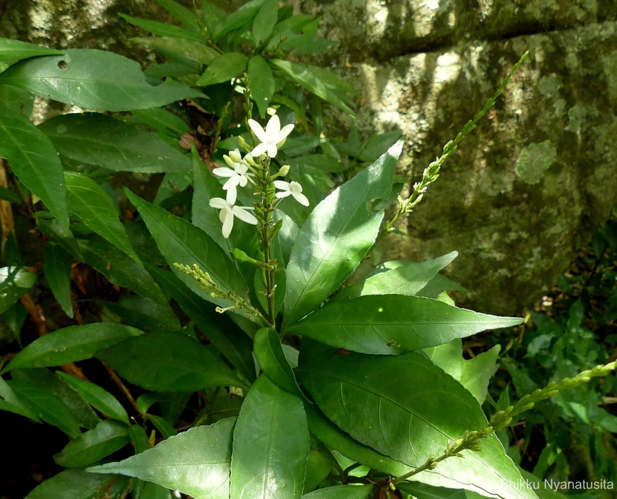 Pseuderanthemum latifolium (Vahl) B.Hansen